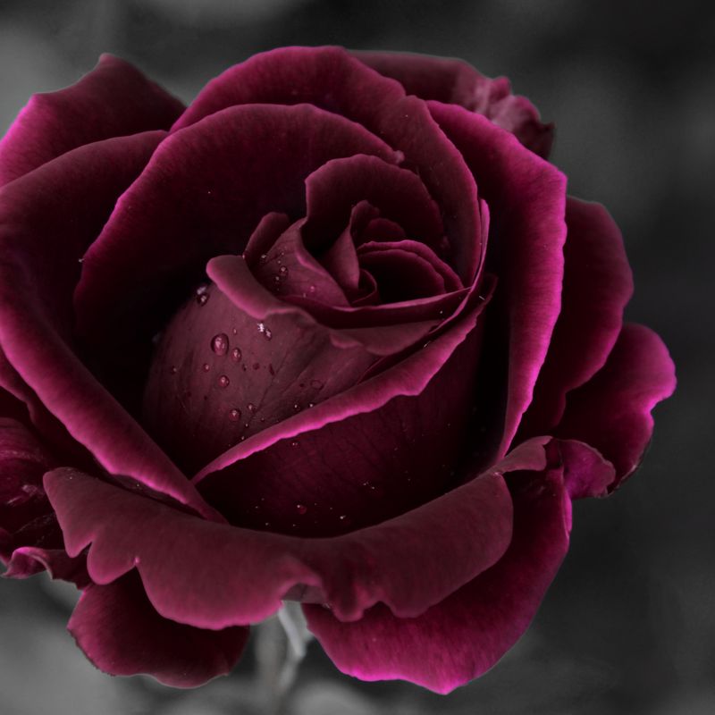 MYSTIC ROSE - Levels One and Two - by Ramón Martínez López