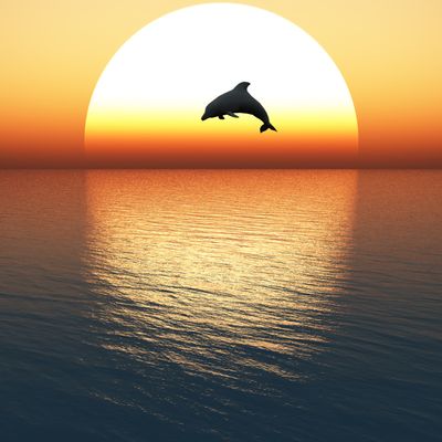 Lemurian Transformation - Gaby Solina Grill Mitterhofer & Ellen Dana Stamer - HANDBUCH IN DEUTSCHER SPRACHE