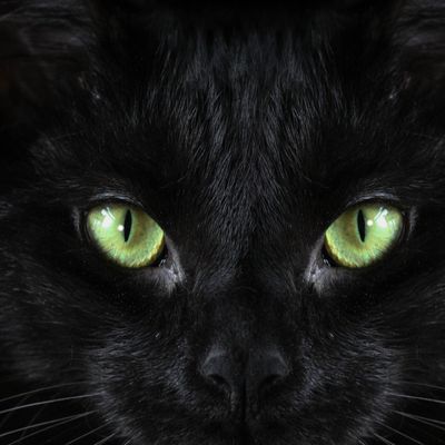 Glückliche Schwarze Katze Reiki Ermächtigung - Lucky Black Cat Reiki Empowerment - Manual in English or in German