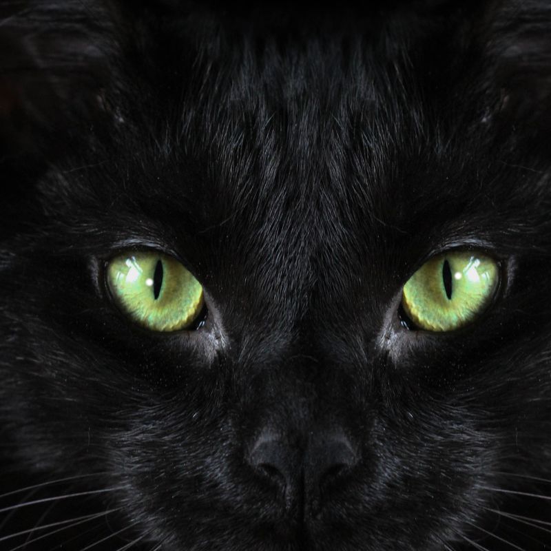 Glückliche Schwarze Katze Reiki Ermächtigung - Lucky Black Cat Reiki Empowerment - Manual in English or in German