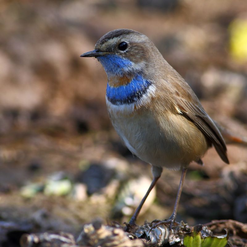 Geister der Lüfte – Blaukehlchen  - Daelyn Wolf - Manual in English or in German