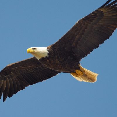 Schamanischer Adler Flush - Manuela Fasoli - 2020