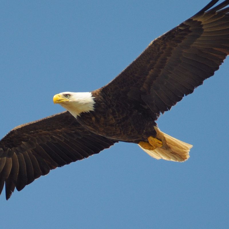 Schamanischer Adler Flush - Manuela Fasoli - 2020 Schamanischer Adler Flush - Manuela Fasoli - 2020