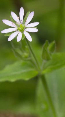 Vogelmiere Reiki – Silvia Meerle Opali Dentler & Rainer Marock Vogelmiere Reiki – Silvia Meerle Opali Dentler & Rainer Marock