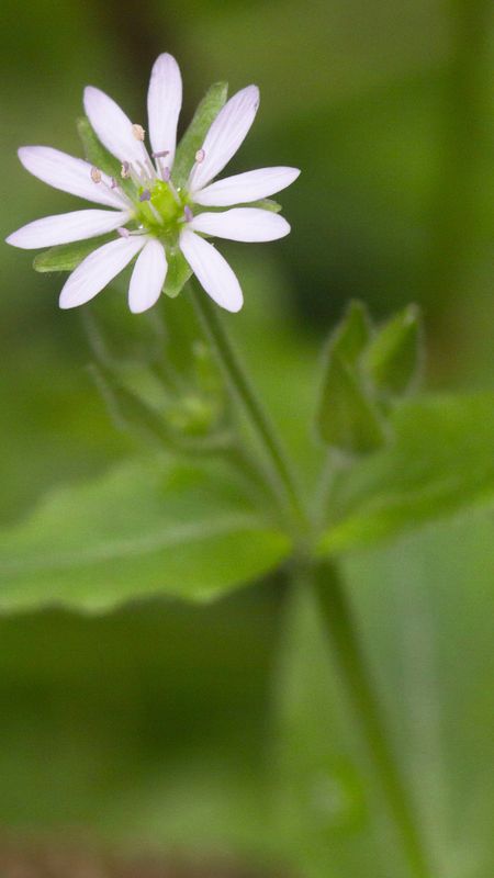 Vogelmiere Reiki –  Silvia Meerle Opali Dentler & Rainer Marock