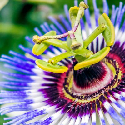 Ätherische Passionsblumen Energie - ( innere Mitte ) - Silvia Opali Dentler - HANDBUCH IN DEUTSCHER SPRACHE