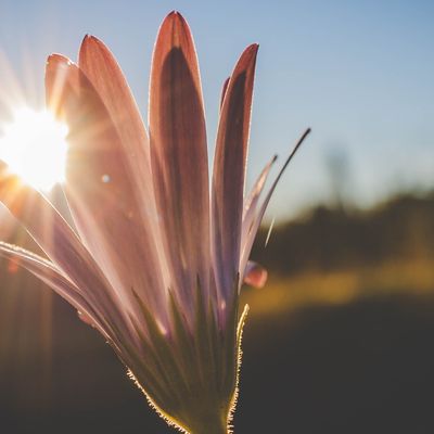 Reiki der Hoffnung - Reiki of Hope - Ekaterina Fedosova - HANDBUCH IN DEUTSCHER SPRACHE Reiki der Hoffnung - Reiki of Hope - Ekaterina Fedosova - HANDBUCH IN DEUTSCHER SPRACHE