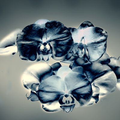 Diamant Schwarze Orchidee - Diamond Black Orchid - Ekaterina Fedosova -  HANDBUCH IN DEUTSCHER SPRACHE