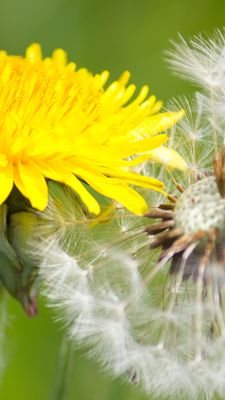 Löwenzahn Reiki – Silvia Meerle Opali Dentler & Rainer Marock Löwenzahn Reiki – Silvia Meerle Opali Dentler & Rainer Marock