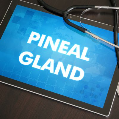 Zirbeldrüsen Reiki -  Silvia Opali Dentler - HANDBUCH IN DEUTSCHER SPRACHE