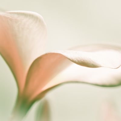 Blume von Aphrodite - Marijana Gabrielsen - HANDBUCH IN DEUTSCHER SPRACHE