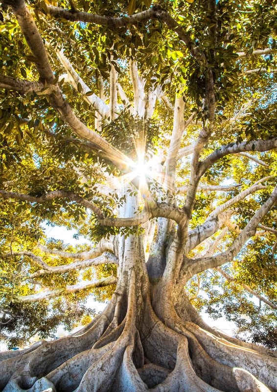 The Magickal Tree Essence Empowerment  - by Jay M. Burrell