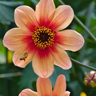 ENERGIESYSTEM DER AFRIKANISCHEN BLUME „VUVUSELA“ EINWEIHUNG - Ramón Martínez López ENERGIESYSTEM DER AFRIKANISCHEN BLUME „VUVUSELA“ EINWEIHUNG - Ramón Martínez López