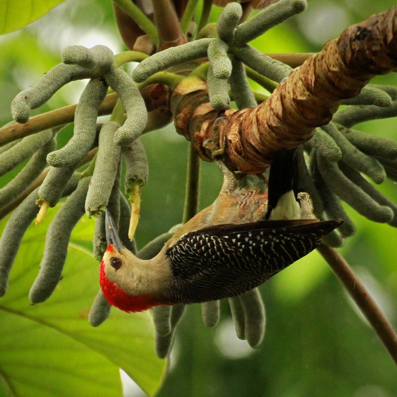 GOLDSPECHT ERMÄCHTIGUNG - Mariah Windsong-Couture -HANDBUCH IN DEUTSCHER SPRACHE GOLDSPECHT ERMÄCHTIGUNG - Mariah Windsong-Couture -HANDBUCH IN DEUTSCHER SPRACHE