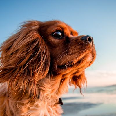 Sunny Dog  - Ekaterina Fedosova - HANDBUCH IN DEUTSCHER SPRACHE