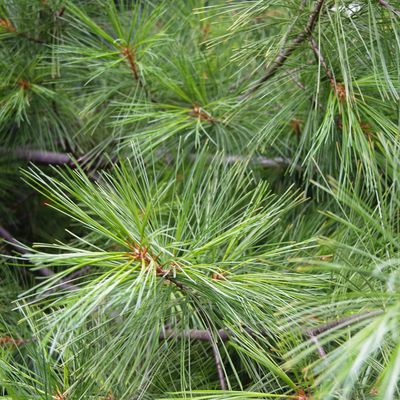 ÄTHERISCHE INDISCHE KIEFER - LICHT - MASSAGE - Ellen Dana'S Stamer und Tanja Sarah'Shan Wellmann - HANDBUCH IN DEUTSCHER SPRACHE