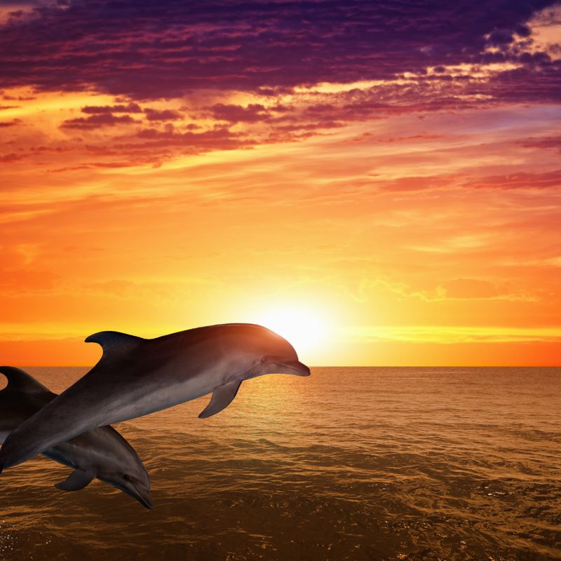 Lemurian Healing System - Gaby Solina Grill Mitterhofer & Ellen Dana Stamer - HANDBUCH IN DEUTSCHER SPRACHE