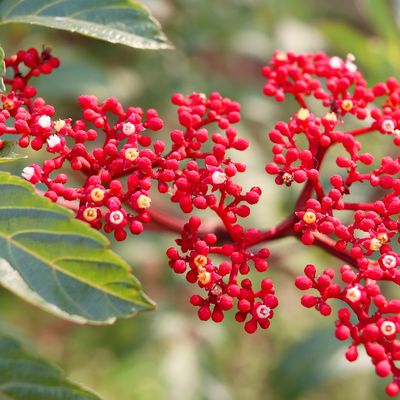 BANDICOOT BERRY PFLANZE ERMÄCHTIGUNG - Mariah Windsong-Couture - HANDBUCH IN DEUTSCHER SPRACHE BANDICOOT BERRY PFLANZE ERMÄCHTIGUNG - Mariah Windsong-Couture - HANDBUCH IN DEUTSCHER SPRACHE