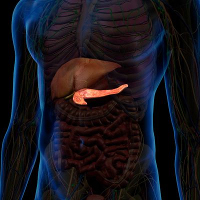 Pancreas Care - Mariah Windsong-Couture - HANDBUCH IN DEUTSCHER SPRACHE