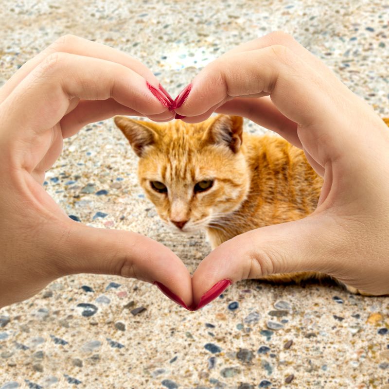 Katzenliebe - Mariah Windsong-Couture - HANDBUCH IN DEUTSCHER SPRACHE Katzenliebe - Mariah Windsong-Couture - HANDBUCH IN DEUTSCHER SPRACHE