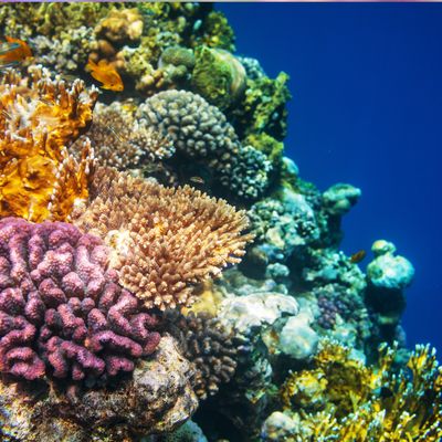 RÜCKVERBINDUNG DES KORALLEN STRAHLS - Ramón Martínez López