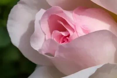 Won Ki Kung Master Attunements© - by Ramón Martínez López