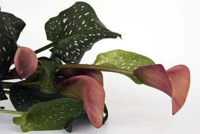 Aos si wirkliche Ermächtigungen - Ramón Martínez López Aos si wirkliche Ermächtigungen - Ramón Martínez López