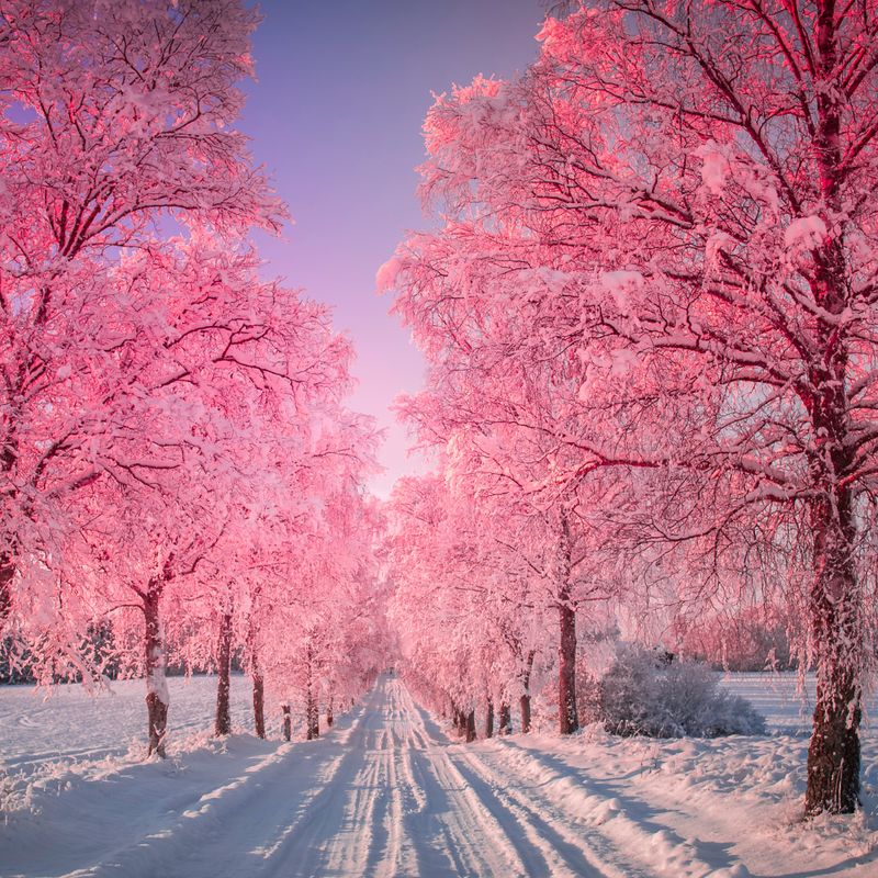 Rosa Baum - Pink Tree - Ekaterina Fedosova -  HANDBUCH IN DEUTSCHER SPRACHE