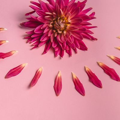 Neue Hormone - New Hormones - Ekaterina Fedosova - HANDBUCH IN DEUTSCHER SPRACHE