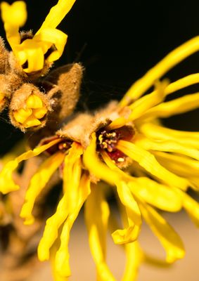 Hamamelis Essenz © -  Nicola Wellhausen