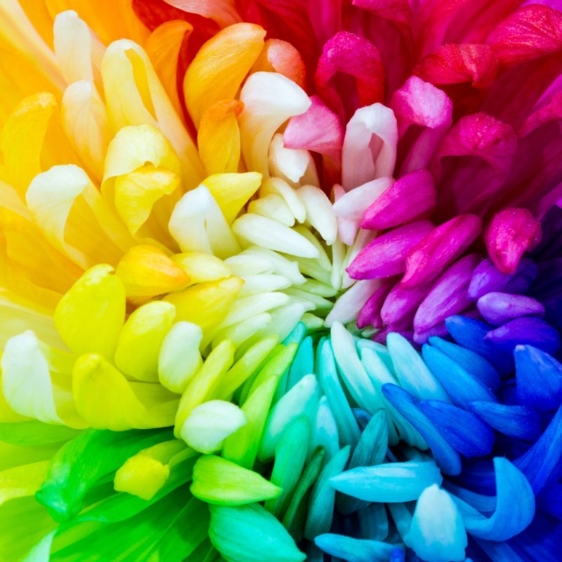 Metatrons Regenbogenblume  - Marijana Gabrielsen - HANDBUCH IN DEUTSCHER SPRACHE