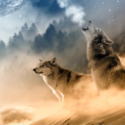 RADIONIC HEALING FREQUENCY FOR PET PROTECTION FROM ANIMALS - by Manuela Fasoli - 2024