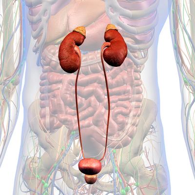 Kidneys and Bladder Care TM - Nieren und Blasen Fürsorge - Mariah Windsong-Couture - HANDBUCH IN DEUTSCHER SPRACHE