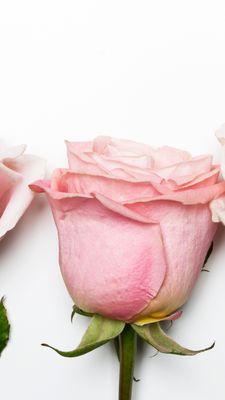 MAGIE DES GEHEIMEN ROSEN-ELIXIERS - Manuela Fasoli - 2023 MAGIE DES GEHEIMEN ROSEN-ELIXIERS - Manuela Fasoli - 2023