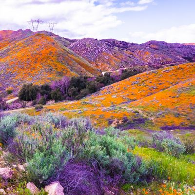 RADIONISCHE HEILFREQUENZ ZUM AUSGLEICH VON ENERGIEN MIT MUTTER NATUR - Manuela Fasoli - 2024 RADIONISCHE HEILFREQUENZ ZUM AUSGLEICH VON ENERGIEN MIT MUTTER NATUR - Manuela Fasoli - 2024