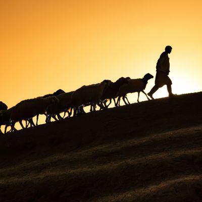 Der Schutz des guten Hirten ® - Angelica Saerbeck - HANDBUCH IN DEUTSCHER SPRACHE Der Schutz des guten Hirten ® - Angelica Saerbeck - HANDBUCH IN DEUTSCHER SPRACHE
