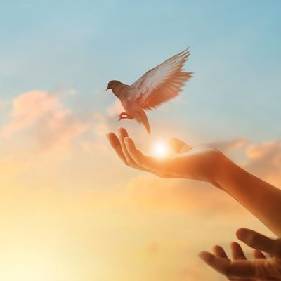 Die Engel des Seelenlichtes - Angelica Saerbeck - HANDBUCH IN DEUTSCHER SPRACHE