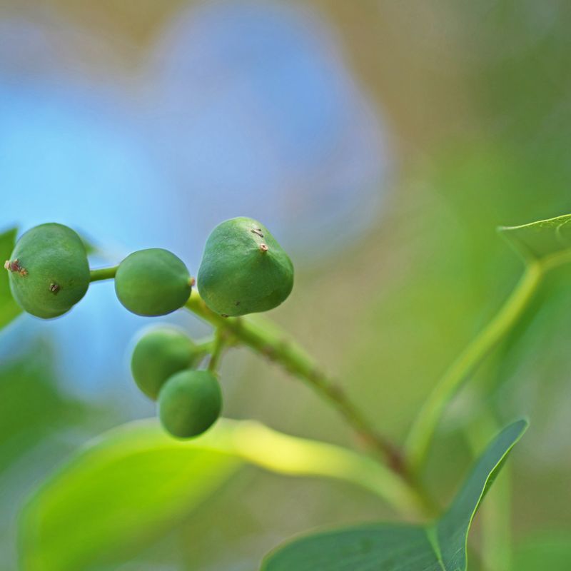 MYRISTICA SEBIFERA ENERGIE 999 - HOMÖOPATHISCHES MESSER - A.Z. Hannael - HANDBUCH IN DEUTSCHER SPRACHE