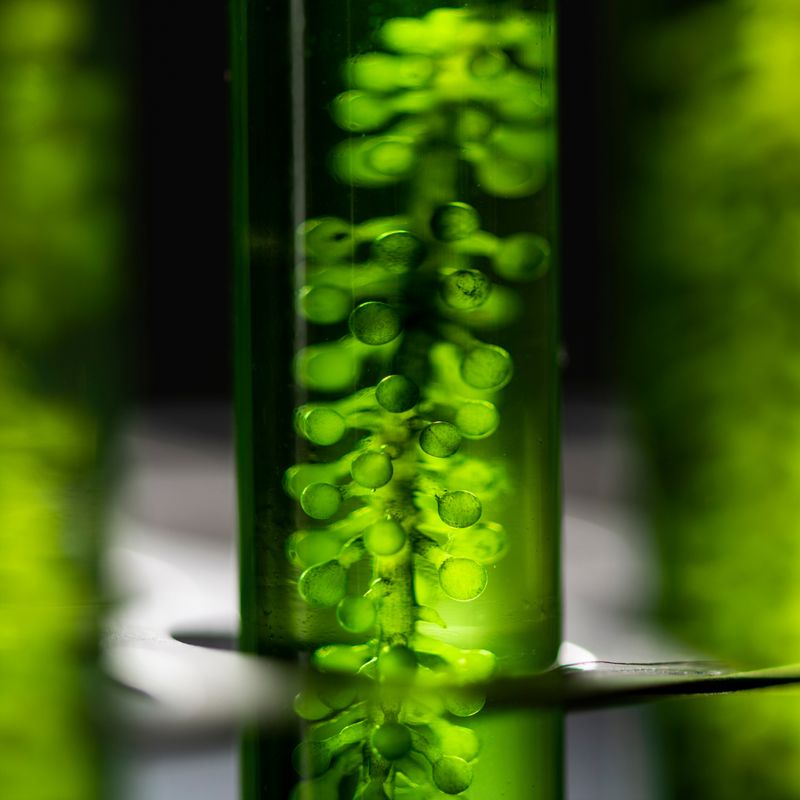 Bio Life Kraftstoff ™ - Mariah Windsong-Couture - HANDBUCH IN DEUTSCHER SPRACHE