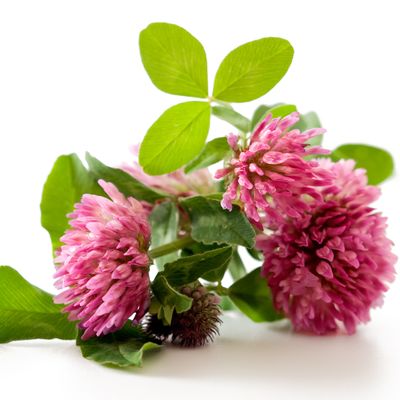 Ätherische Essenz – roter Klee - Silvia Opali Dentler - HANDBUCH IN DEUTSCHER SPRACHE