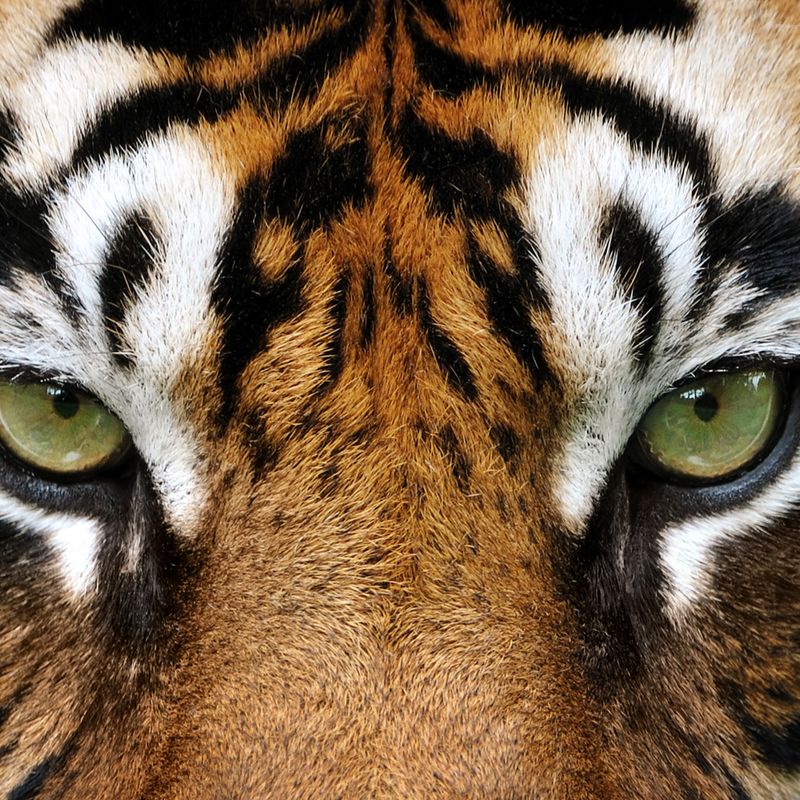 TIGER REIKI - Stephanie Brail