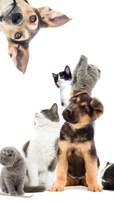 PETS AND HUMANS HARMONY - by Manuela Fasoli - 2024