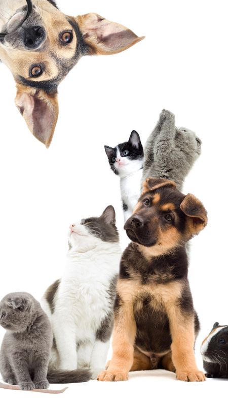 PETS AND HUMANS HARMONY - by Manuela Fasoli - 2024