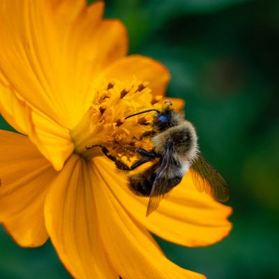 Ariels Blume der Nahrung ™ - Marijana Gabrielsen - HANDBUCH IN DEUTSCHER SPRACHE