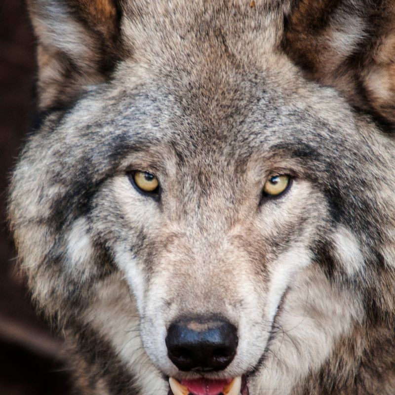 SILBER WOLF GEHEUL ENERGETIK - Jalu Wasonoadi