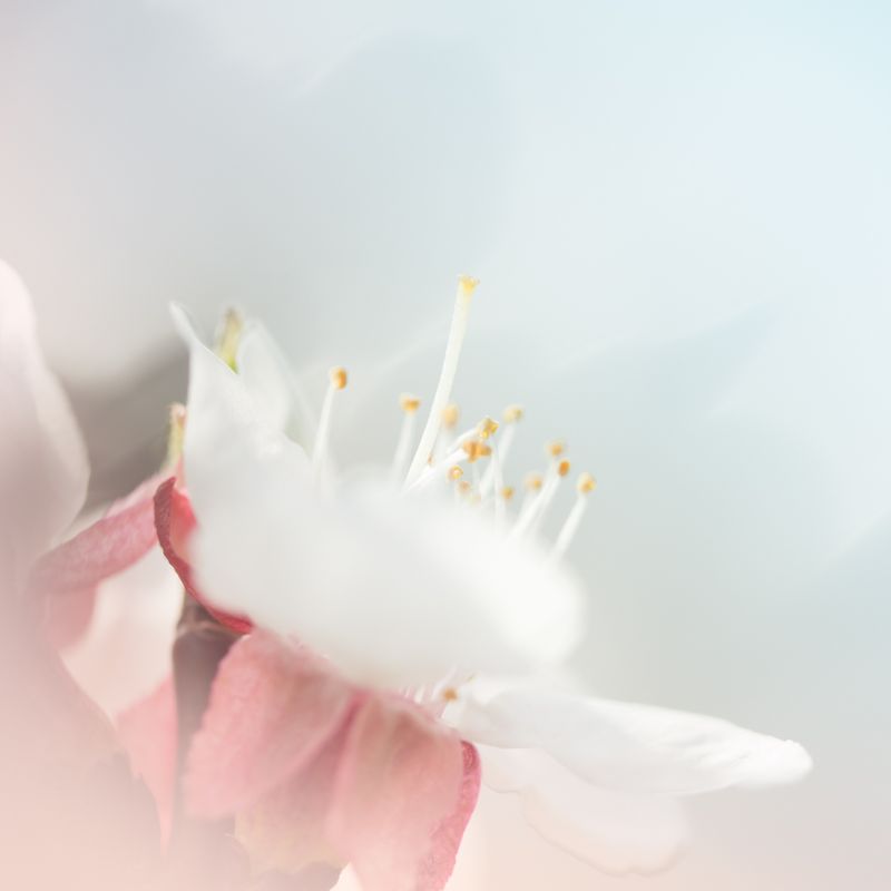 Die Engel der himmlischen Schönheit - Angelica Saerbeck - HANDBUCH IN DEUTSCHER SPRACHE