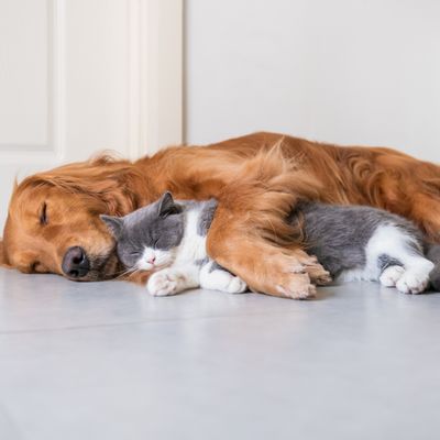 Pet healing from bacteria - by Manuela Fasoli - 2024