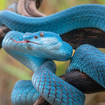 Schamanen Schlangen Flush - Manuela Fasoli - 2020 Schamanen Schlangen Flush - Manuela Fasoli - 2020