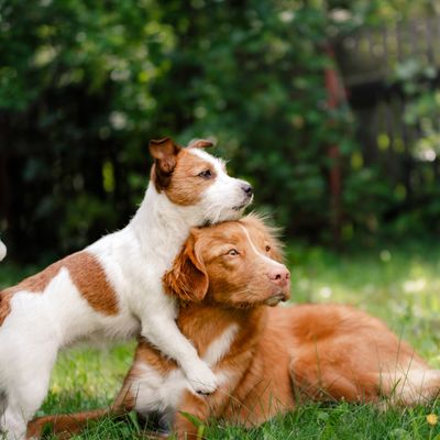 Heilender FLow für Hunde - Manuela Fasoli - 2020 Heilender FLow für Hunde - Manuela Fasoli - 2020