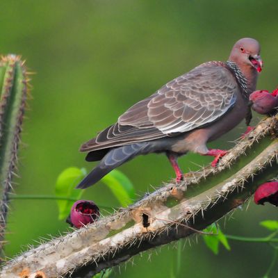 POMBA GIRA REIKI - Manuela Fasoli POMBA GIRA REIKI - Manuela Fasoli